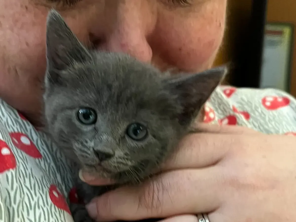 kitten